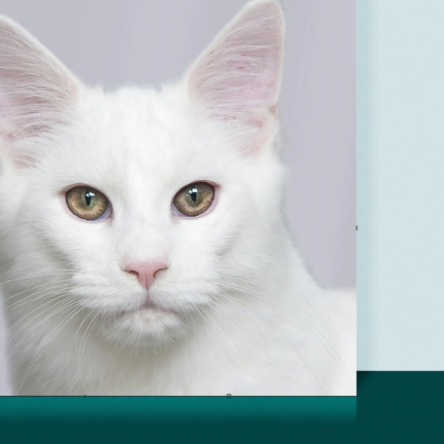 Foto En Handtekening: In Dit Huis Is Huisdier De Baas - Poster